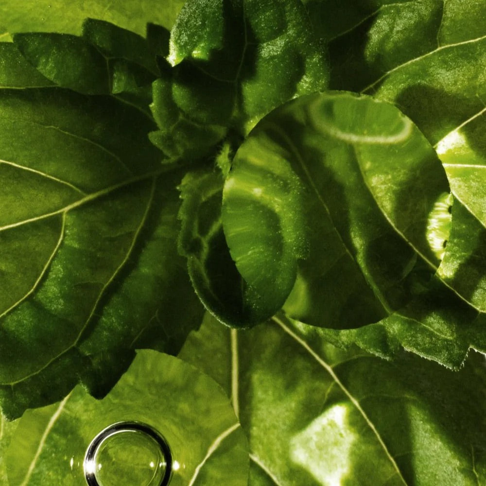 Revitin Natural Toothpaste | Mint